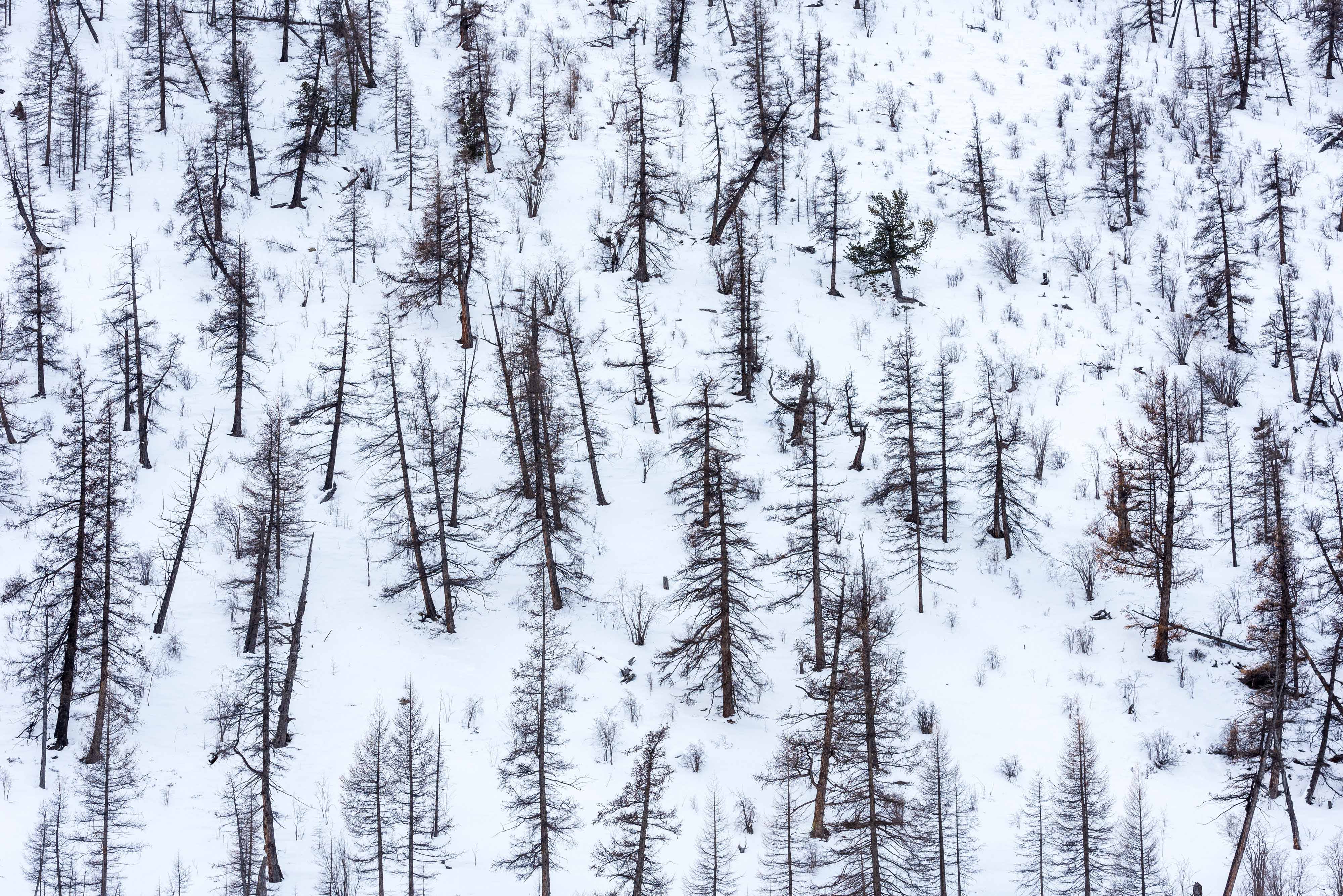 Larch forest in Mongolia